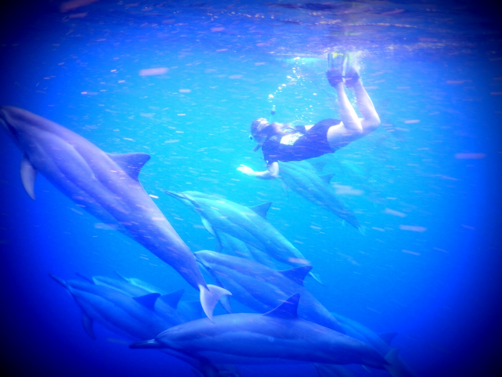 Borgese swimming with dolphins